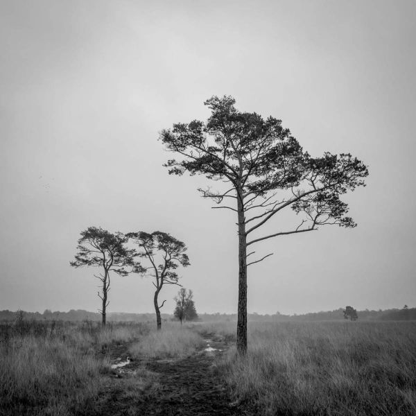 m3011   hans peter birk hansen   svanemosen