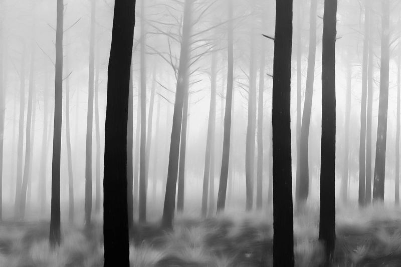m6012 rene jensen forest art