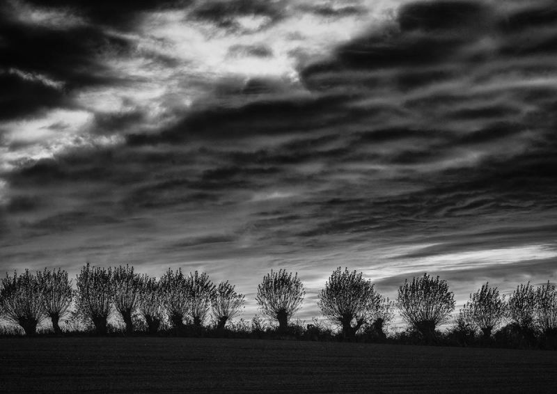 m6013 rene jensen hedge in twilight