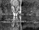 m7011 soren staun    wildlife