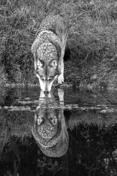 m7011 soren staun    wildlife