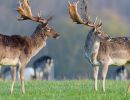 s6003b    henrik r. kristensen friendly fight