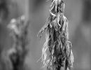 s8401a   nicolai godvin   corn4
