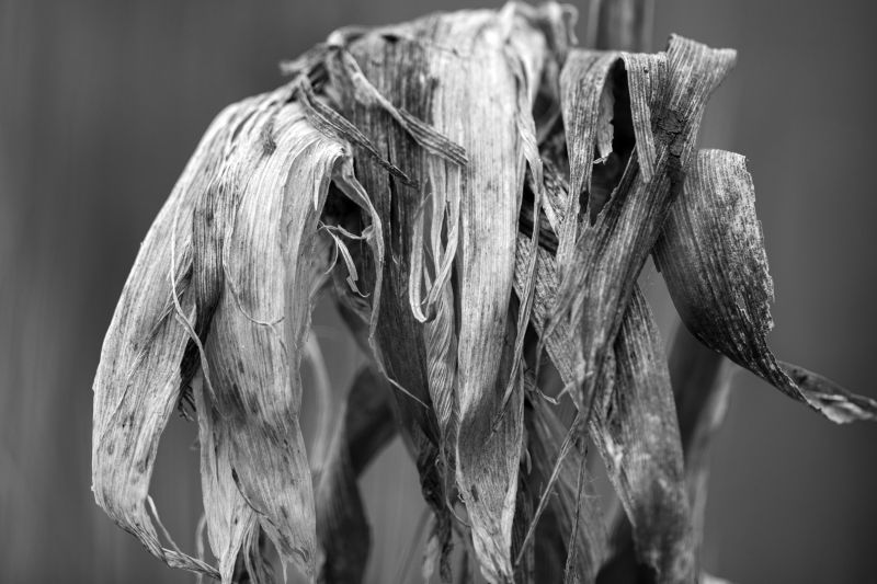 s8401b   nicolai godvin   corn9