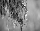 s8401c   nicolai godvin   corn