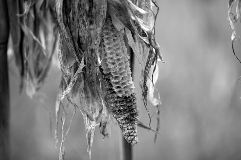 s8401c   nicolai godvin   corn