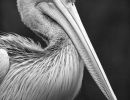 s8403a   nicolai godvin   pelican8