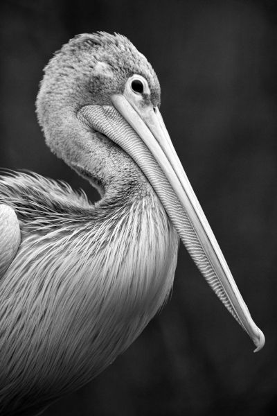 s8403a   nicolai godvin   pelican8