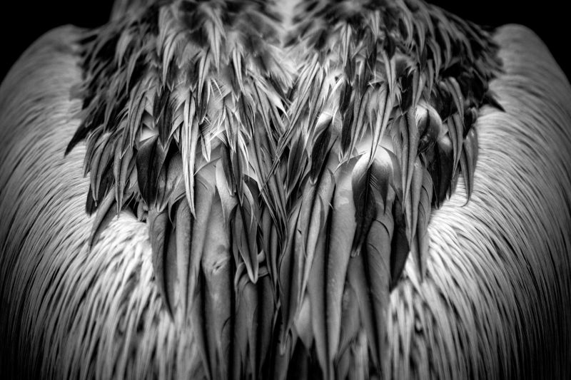 s8403b   nicolai godvin   pelican