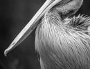 s8403c   nicolai godvin   pelican6