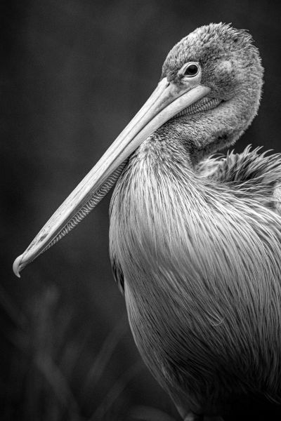 s8403c   nicolai godvin   pelican6