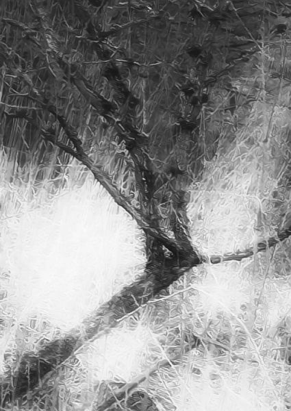 s6004c rene jensen the art of the forest