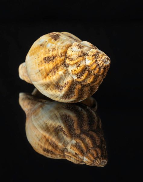 s6008a   kaare selvejer   shells