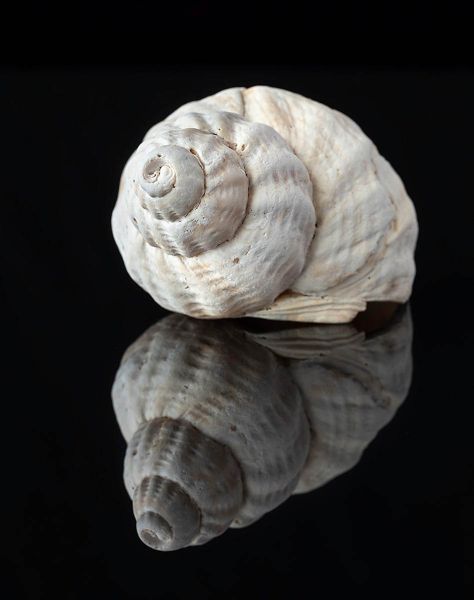 s6008b   kaare selvejer   shells