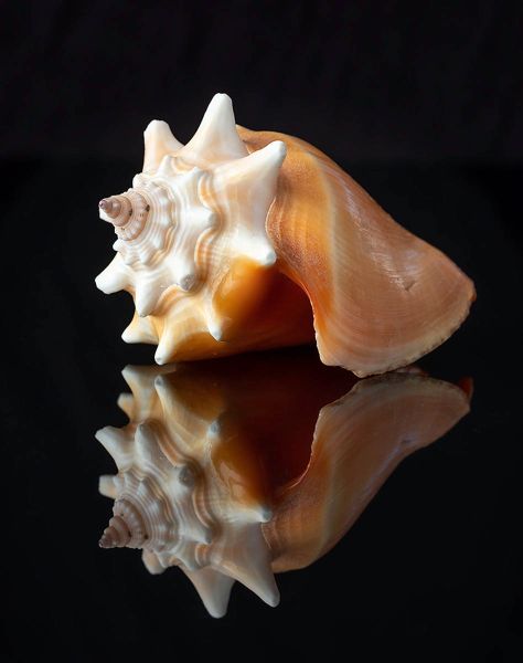 s6008c   kaare selvejer   shells