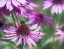 s6009a maybritt hodal jensen pink flowers
