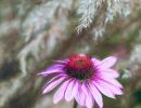 s6009c maybritt hodal jensen pink flowers