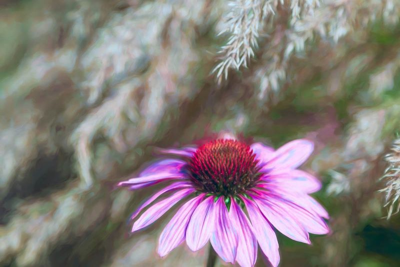 s6009c maybritt hodal jensen pink flowers