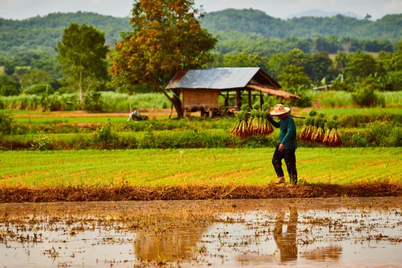 t5004   rene  ue linnebjerg   rice field