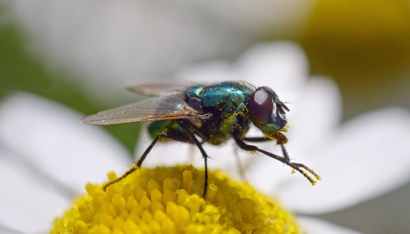 t6002   henrik r. kristensen blowfly close up