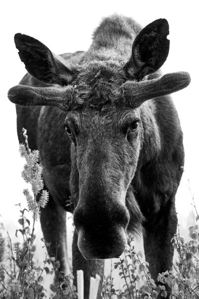 t8301   rene linnebjerg   moose