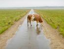 t6009       henrik r. kristensen       lonely cow