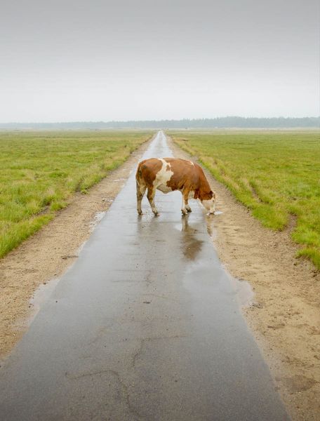t6009       henrik r. kristensen       lonely cow